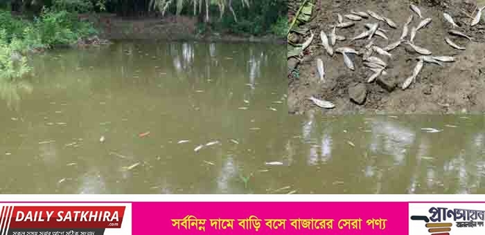 সাতক্ষীরায় পুকুরে বিষ প্রয়োগ অর্ধলক্ষাধিক টাকার মাছ হত্যা!