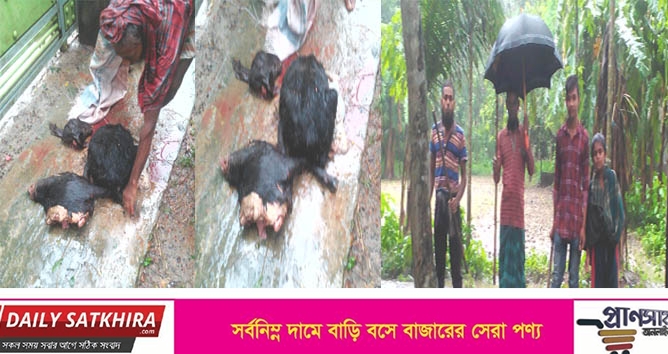 ধুলিহরে দিনে দুপুরে চুরির উদ্দেশ্যে ছাগল জবাই: মালিককে ছুরি দিয়ে হত্যার চেষ্টা