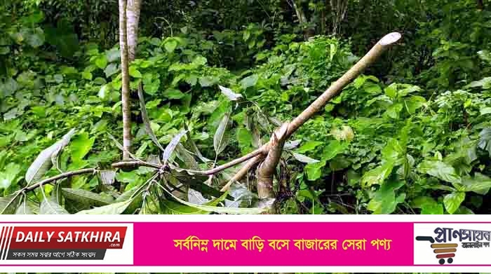 আম গাছের চারার সাথে এ কেমন শত্রুতা !