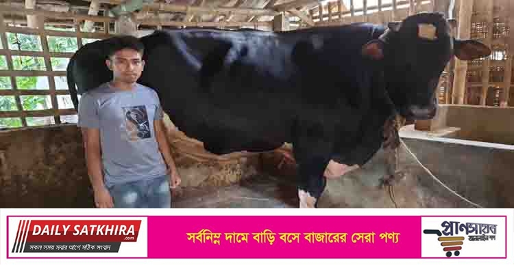 ১৫ মণের ‘সাতক্ষীরা এক্সপ্রেস’ এর দাম হাঁকা হচ্ছে সাড়ে ৩ লাখ
