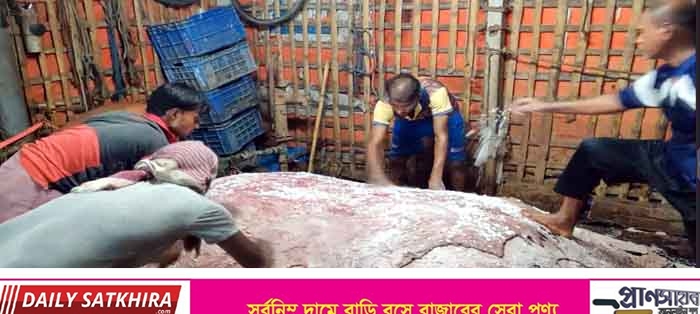সাতক্ষীরায় চামড়া কিনে বিপাকে ব্যবসায়ীরা : লোকসানের আশংকা
