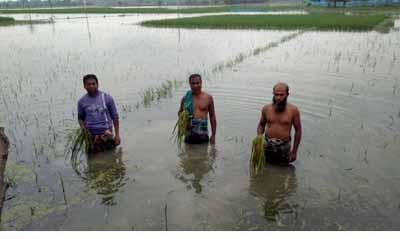 কলারোয়ায় পানিতে তলিয়ে গেছে আড়াই হাজার বিঘা আমন ধানের ক্ষেত