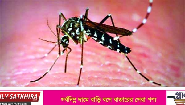 সর্বশেষ জরিপেও ঢাকায় বেড়েছে এডিস মশা