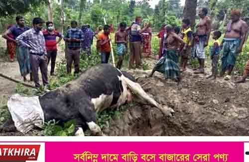 কলারোয়ায় ডাক্তারের ভুল চিকিৎসায় আট লাখে বিক্রি না করা গরুর মৃত্যু