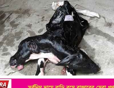 সাতক্ষীরায় দুই মাথা বিশিষ্ট গরুর বাছুরের জন্ম