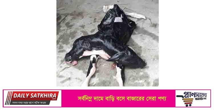 সাতক্ষীরায় দুই মাথাবিশিষ্ট গরুর বাছুরের জন্ম