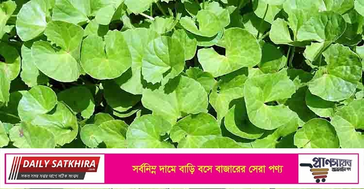 থানকুনি পাতার অসাধারণ ৪ উপকারিতা