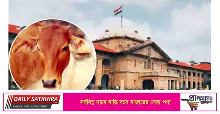 ভারতে গরুকে ‘জাতীয় পশু’ ঘোষণার সুপারিশ হাইকোর্টের!