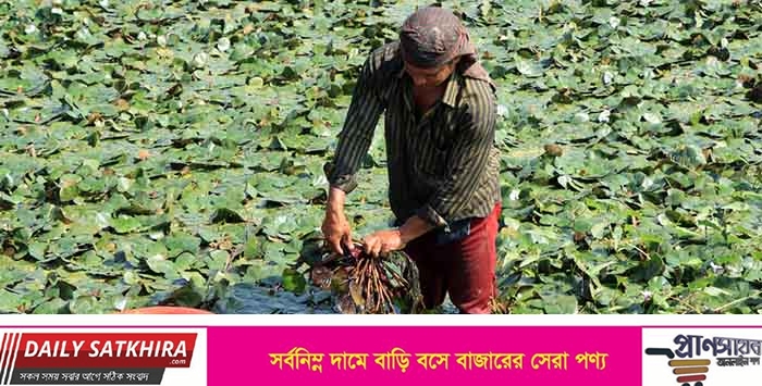 তালায় পানিফল চাষে আগ্রহ বাড়ছে চাষিদের