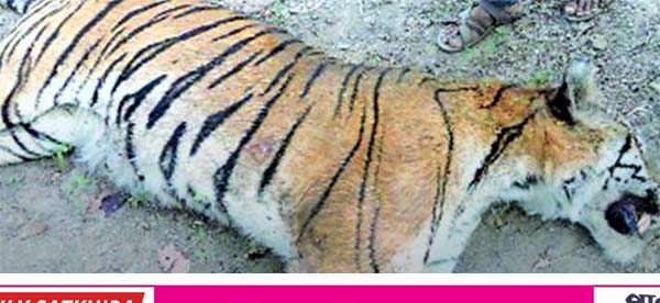 সুন্দরবনে বাঘের মরদেহ উদ্ধার