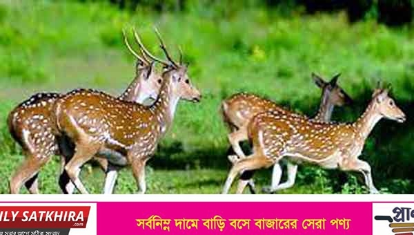 শ্যামনগরে ১৩ কেজি হরিনের মাংস জব্দ