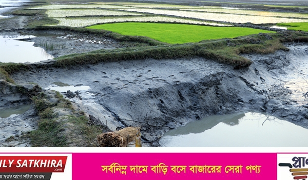 তালার পাখিমারা বিলের কৃষকরা বাঁধ কেটে চাষাবাদ করছে!