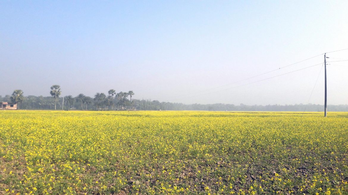 শীতের ভোরে কুয়াশার চাদর মোড়ানো সকালে মাঠ জুড়ে দাঁড়িয়ে আছে হলুদের সমারোহ