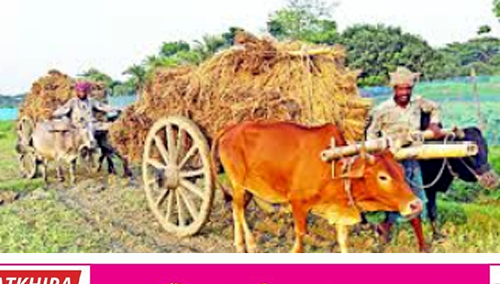 দেবহাটায় বিলুপ্তির পথে মেঠো পথের পরিবহন গরু গাড়ী