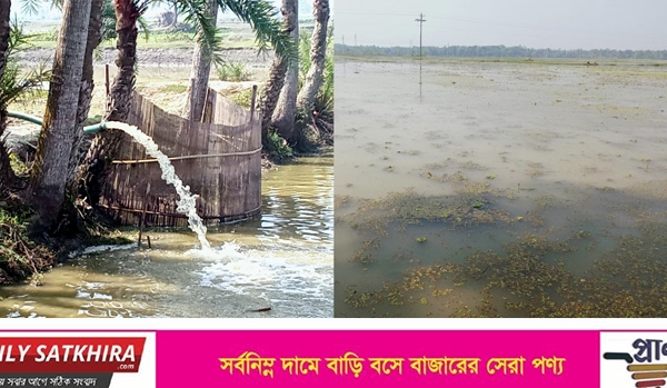 কলারোয়ার মুরারীকাটিতে অনিশ্চয়তার মুখে আড়াই হাজার বিঘা জমির ইরি ধান