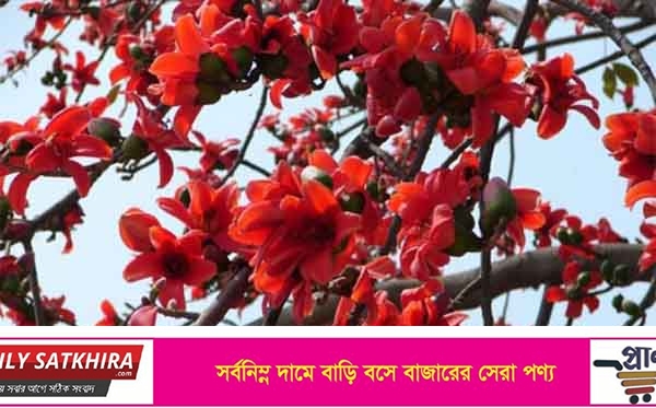 বসন্তের সেই চোখ ধাঁধানো সৌন্দর্য শিমুল ফুল এখন বিলুপ্তির পথে