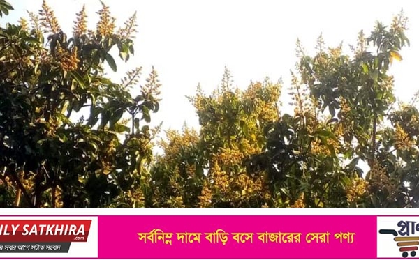 দেবহাটায় গাছে গাছে শোভা পাচ্ছে সোনালী রঙের আমের মুকুল