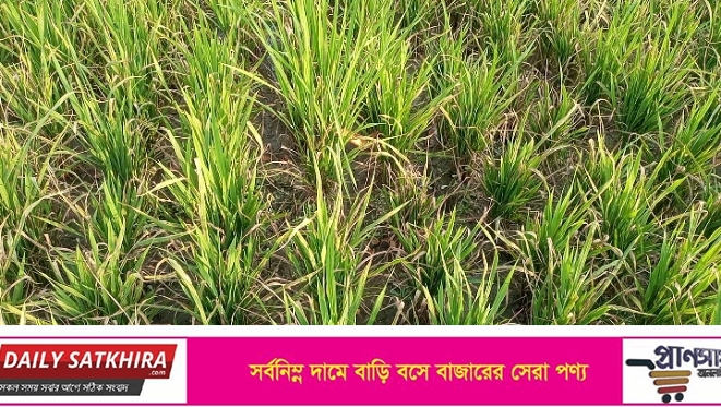 উপকূলে লবণাক্ত এলাকায় চোখ জুড়ানো ফসলের মাঠ: তবুও পানির অভাবে কৃষকের কান্না