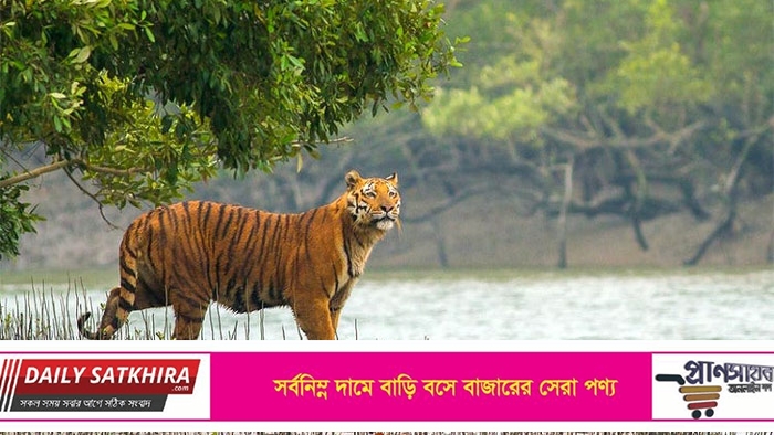 সুন্দরবন সাতক্ষীরা রেঞ্জে বাঘের আক্রমণে মৌয়াল নিহত