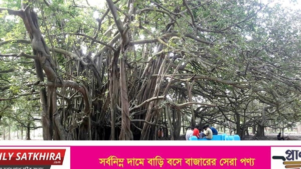 দেবহাটায় প্রায় ৪০০ বছর বয়সী বনবিবির বটগাছ