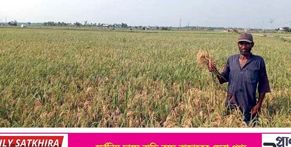 আলিপুরে মিনিকেট ধানের চাষ করে প্রতারিত কৃষকরা !