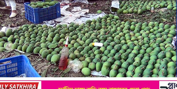 সাতক্ষীরায় অপরিপক্ক আমে কীটনাশক স্প্রে : ব্যবসায়ীকে ৩০ হাজার টাকা জরিমানা