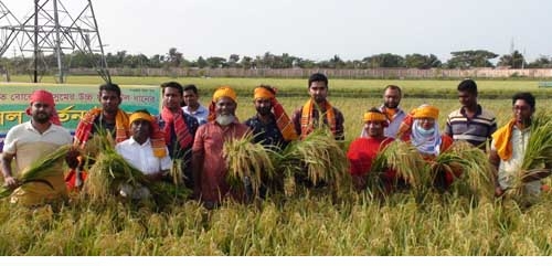 সাতক্ষীরায় ব্রি উদ্ভাবিত উচ্চ ফলনশীল বোরো ধানের ফসল কর্তন উৎসব