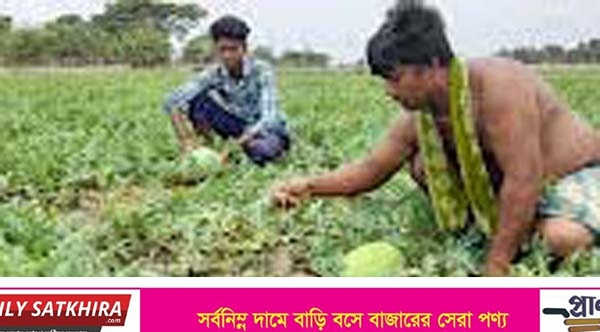কাশিমাড়ীতে তরমুজ চাষে সফলতা : পানি সেচ নিয়ে দুশ্চিন্তা!