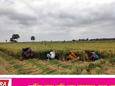 তালায় ধান কাটা শুরু : ইরি ধানে ব্লাস্টার রোগের হানায় প্রান্তিক কৃষক সর্বশান্ত