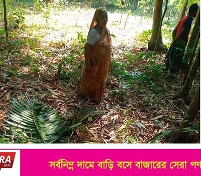 দেবহাটায় এক সংখ্যালঘু বিধবা মহিলার বিভিন্ন গাছ কেটে বিনষ্ট