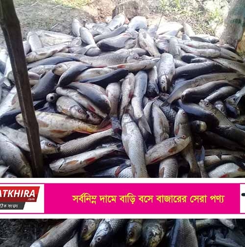 সাতক্ষীরার আড়ুয়াখালীতে আবারো পুকুরে বিষ দিয়ে মাছ নিধন