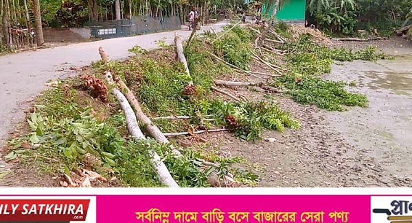 কালিগঞ্জে আ’লীগ নেতার বিরুদ্ধে সরকারি গাছ কাটার অভিযোগ
