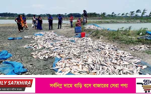 সাতক্ষীরায় ৬০ বিঘা জমির মৎস্য ঘেরে বিষ প্রয়োগ