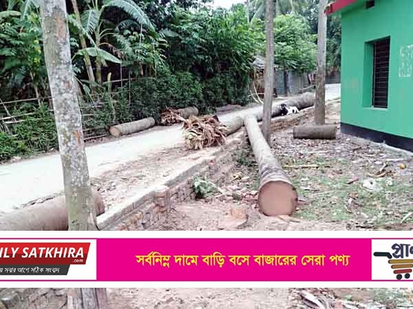 নবযুগ শিক্ষা সোপান মাধ্যমিক বিদ্যালয়ে গাছকাটার দুর্নীতির অভিযোগ!