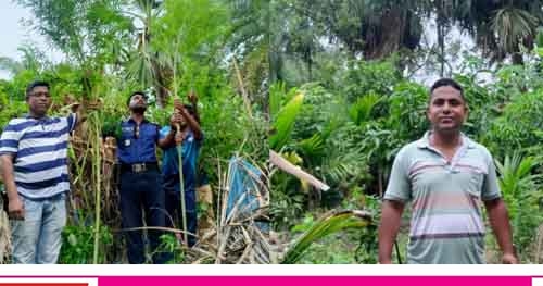 আশাশুনিতে গাঁজা গাছসহ কুখ্যাত মাদক ব্যবসায়ী আটক
