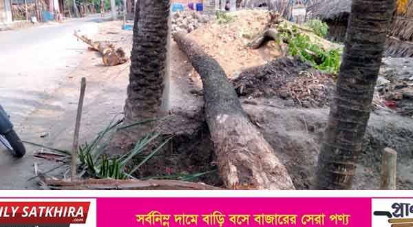 আশাশুনিতে সরকারি নিষেধাজ্ঞা অমান্য করে জেলা পরিষদের জায়গায় গাছ কর্তন