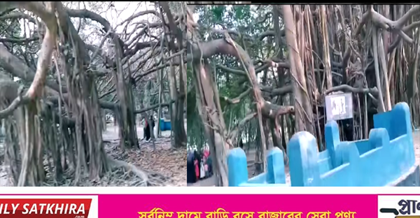দেবহাটার শতবছরের ঐতিহ্যবাহী বটগাছটি ঘিরে গড়ে উঠতে পারে পর্যটনশিল্প