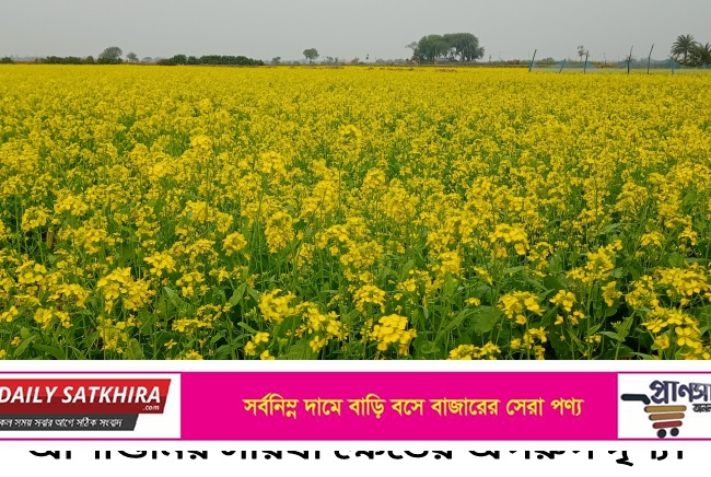 আশাশুনিতে বিনা চাষ ও চাষকৃত জমিতে সরিষা আবাদে সাফল্য কৃষকরা