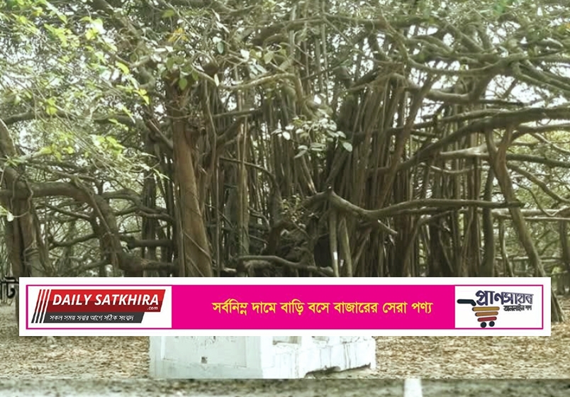 দেবহাটায় প্রায় ৪শত বছরের ঐতিহ্য বনবিবির বটতলা
