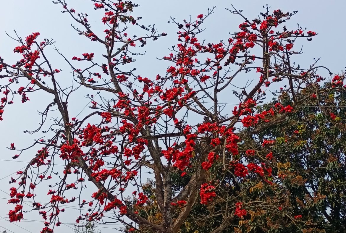প্রকৃতিকে রাঙিয়ে তোলা বসন্তের রুপকন্যা শিমুল বিলুপ্তপ্রায়