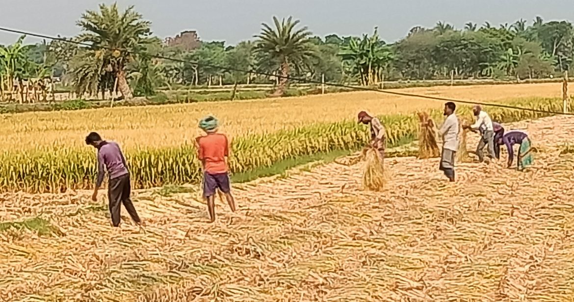 দেবহাটায় বোরো ধান কাটার ব্যস্ত সময় পার করছে কৃষকরা