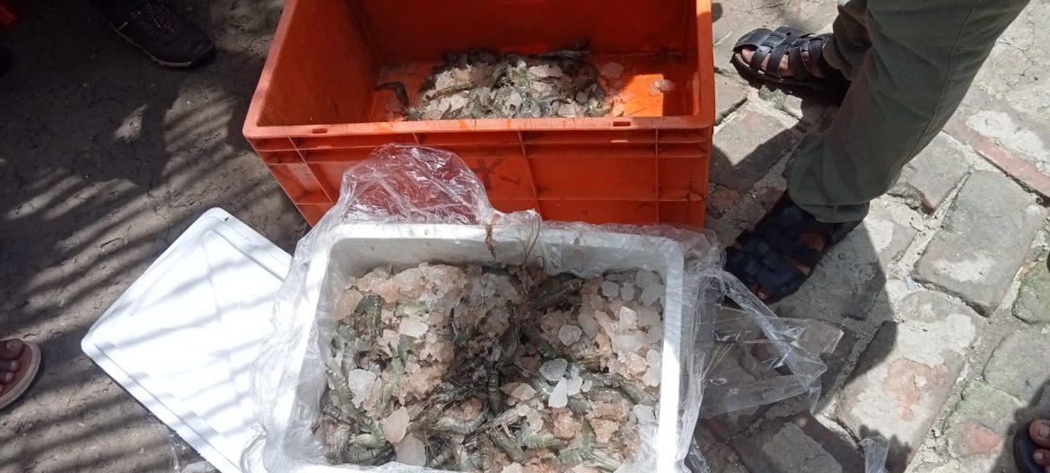 আশাশুনিতে নিরাপদে বাগদা চিংড়ীতে অপদ্রব্য পুশ চলছে