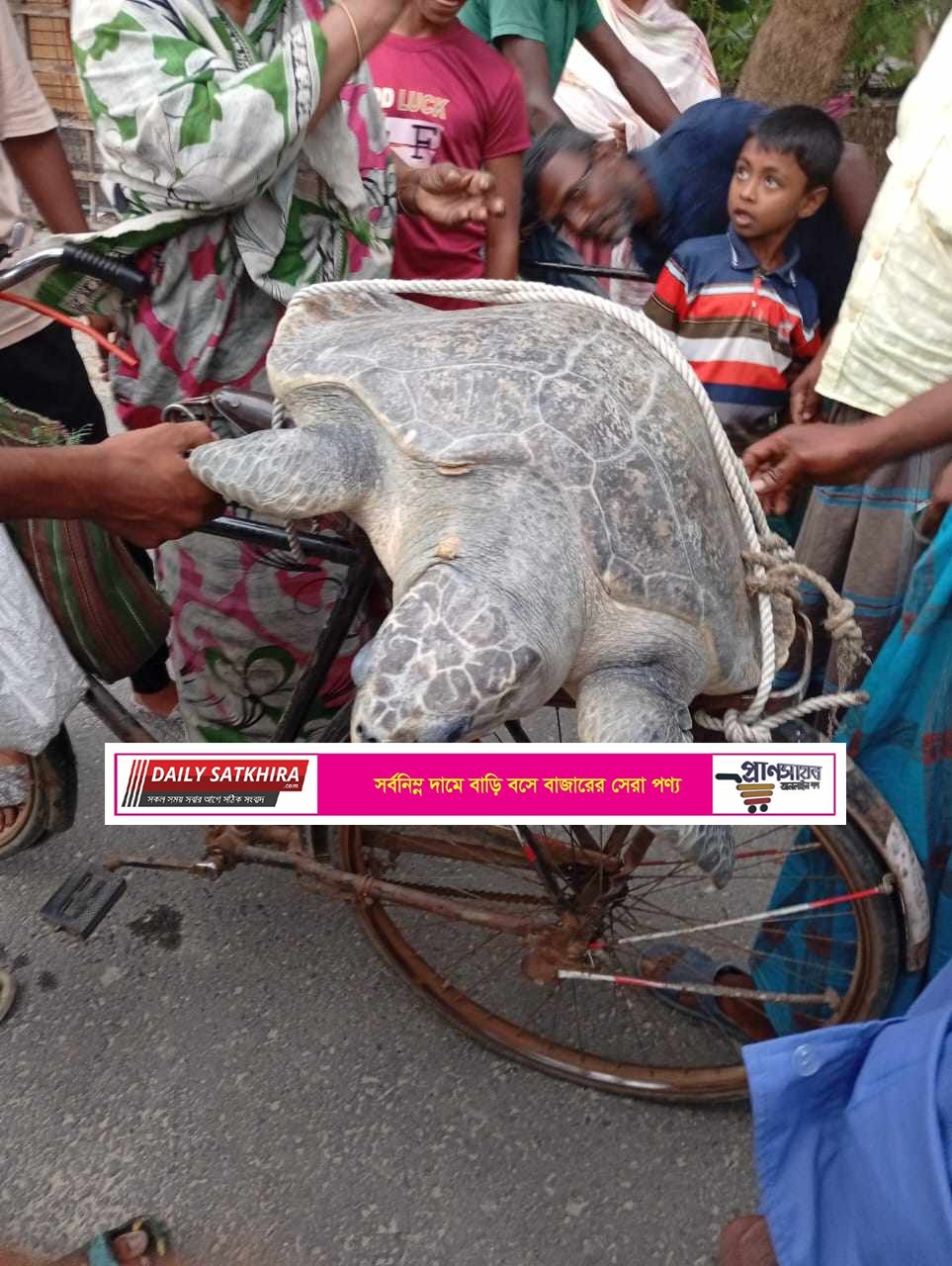 ইছামতি নদী থেকে জালে ধরা পড়লো বিশাল এক কচ্ছপ