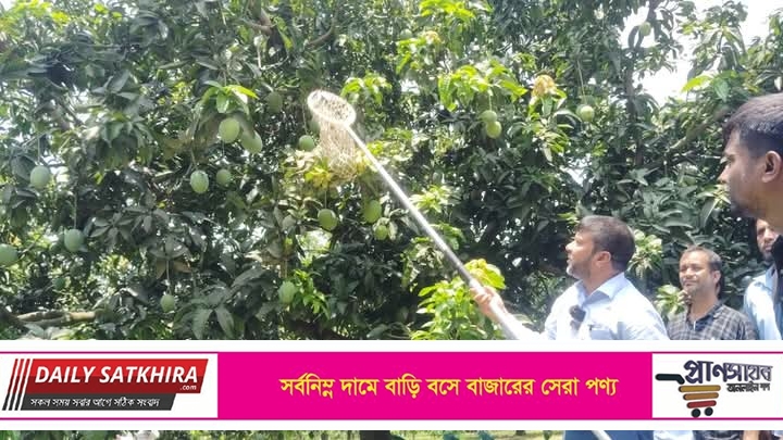 বাজারে আনুষ্ঠানিকভাবে উঠলো সাতক্ষীরার আম