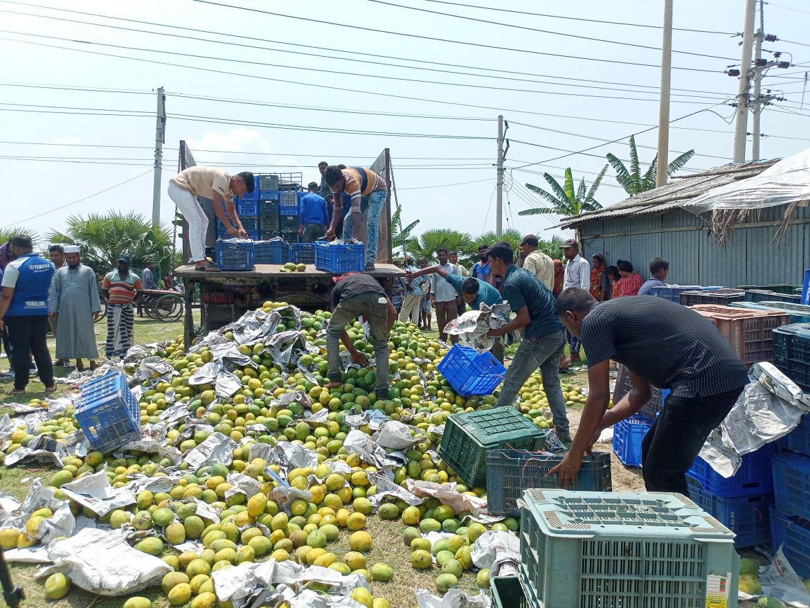 সাতক্ষীরায় সাড়ে ৮ হাজার কেজি অপরিপক্ক আম জব্দ