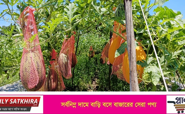 অতিবৃষ্টিতে লোকসানের শঙ্কা, তালায় গ্রীষ্মকালীন তরমুজ চাষ