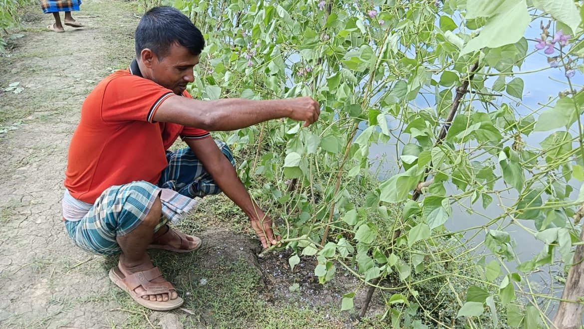 পূর্ব শত্রুতার জেরে তালায় দেড় কিলোমিটার শিম গাছ কেটে দিল প্রতিপক্ষ