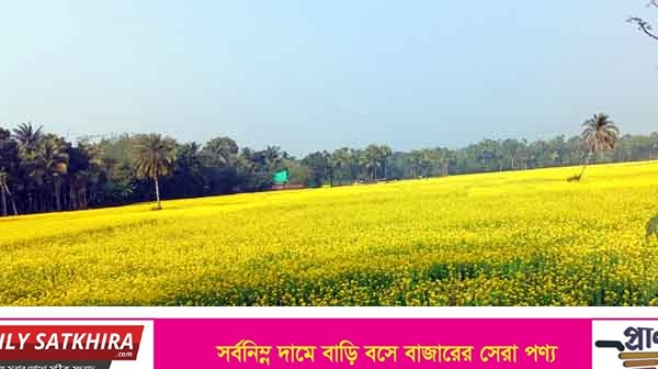দেবহাটার বিস্তীর্ণ মাঠে এখন সরিষা ফুলের হলুদের সমারোহ