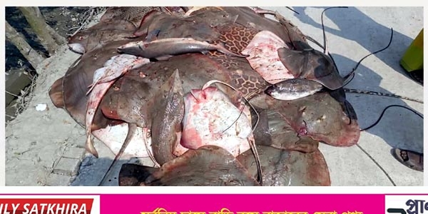 সুন্দরবন থেকে শিকার নিষিদ্ধ ১০ মণ শাপলা পাতা মাছসহ ২২ জেলে আটক