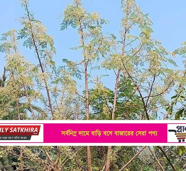 দেবহাটায় সাদা ফুলে ভরে গেছে সজিনা গাছ